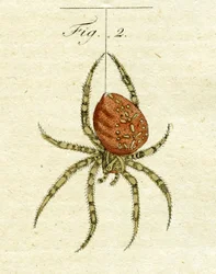 Illustration d